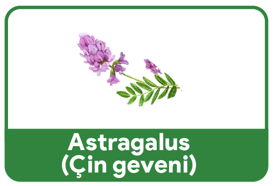 astragalus-cin-geveni-icerik